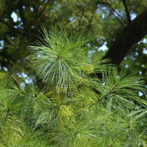 Pinus strobus – Weymouth pine, Eastern white pine