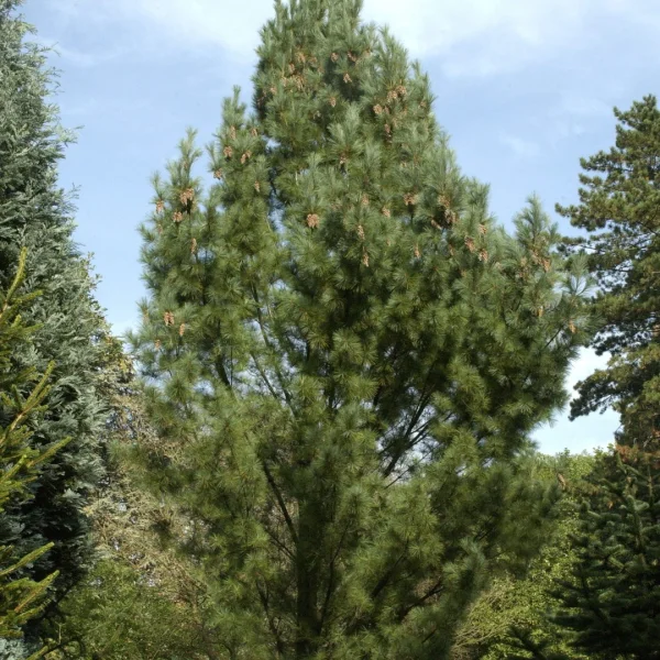 Pinus strobus 'Fastigiata' – Pinus strobus 'Fastigiata'