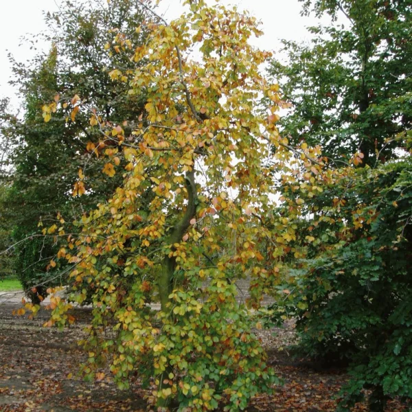 Fagus sylvatica 'Miltonensis' – Fagus sylvatica 'Miltonensis'