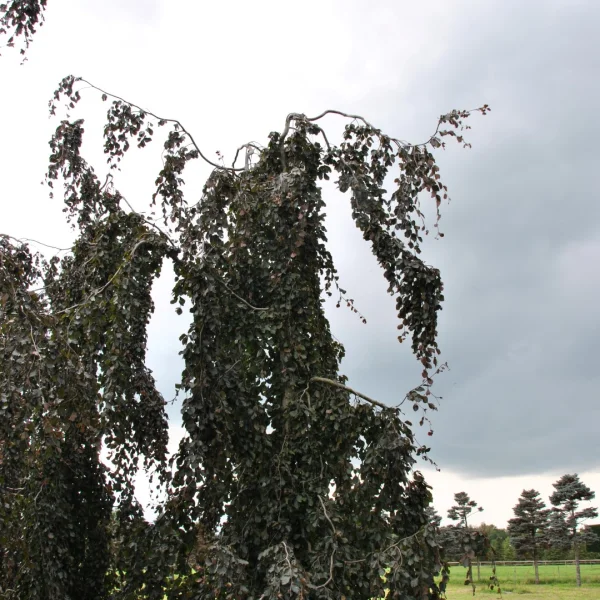 Fagus sylvatica 'Purple Fountain' – Fagus sylvatica 'Purple Fountain'