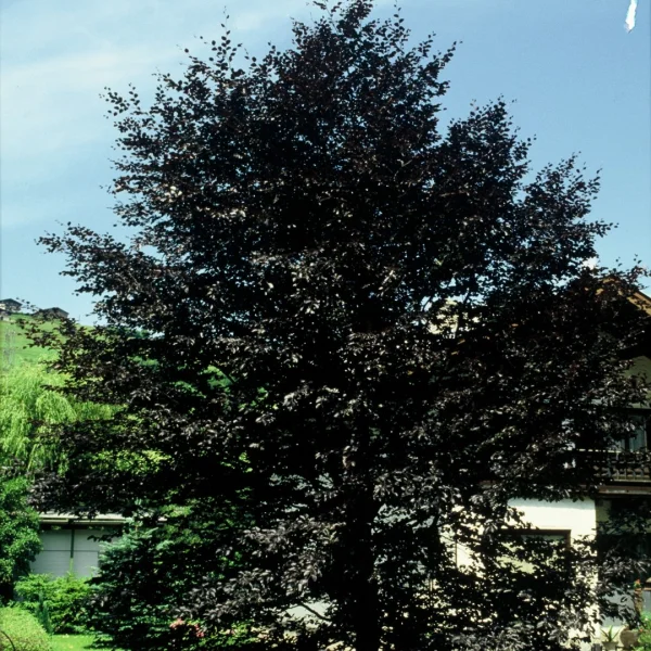 Fagus sylvatica 'Purpurea Latifolia' – Fagus sylvatica 'Purpurea Latifolia'
