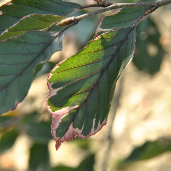 Fagus sylvatica 'Purpurea Tricolor' – Fagus sylvatica 'Purpurea Tricolor'