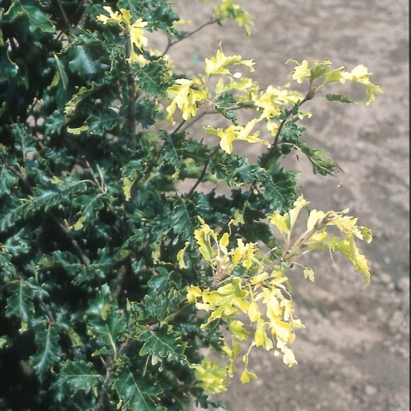 Fagus sylvatica 'Rohan Gold' – Fagus sylvatica 'Rohan Gold'