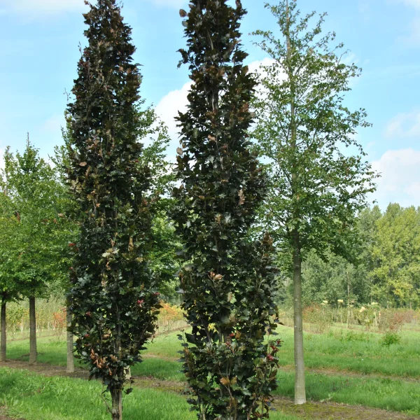 Fagus sylvatica 'Rohan Obelisk' – Fagus sylvatica 'Rohan Obelisk'