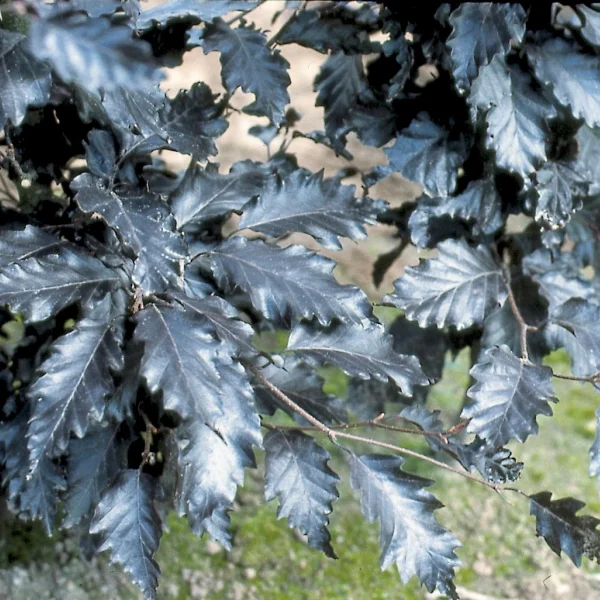 Fagus sylvatica 'Rohan Trompenburg' – Fagus sylvatica 'Rohan Trompenburg'
