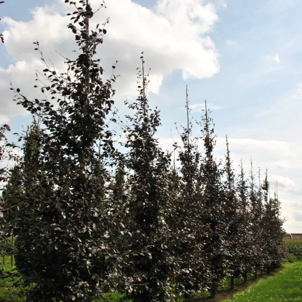 Fagus sylvatica 'Spaethiana' – Fagus sylvatica 'Spaethiana'