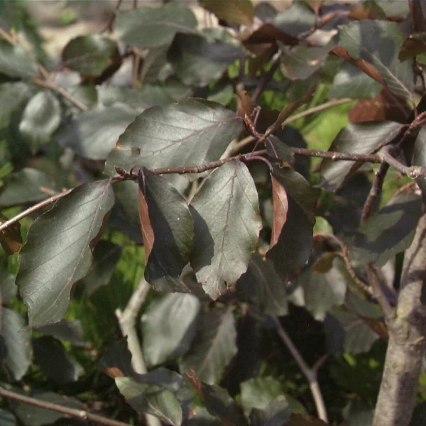 Fagus sylvatica 'Swat Magret' – Fagus sylvatica 'Swat Magret'