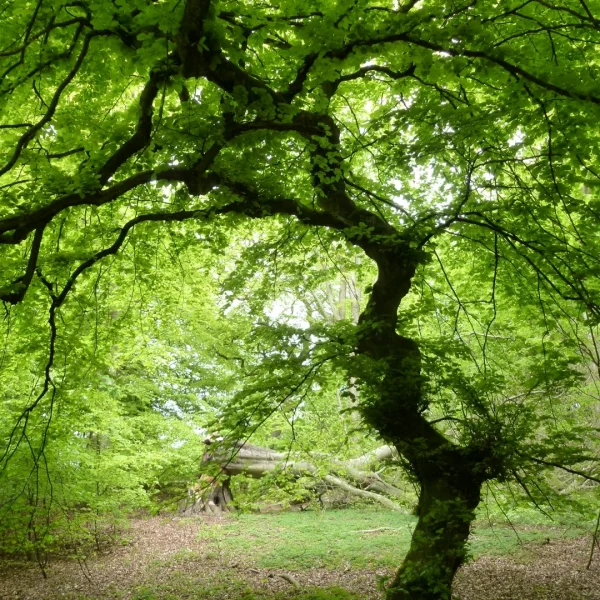Fagus sylvatica 'Tortuosa' – Fagus sylvatica 'Tortuosa'