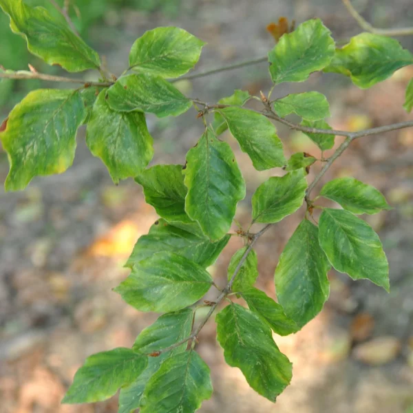 Fagus sylvatica 'Viridivariegata' – Fagus sylvatica 'Viridivariegata'