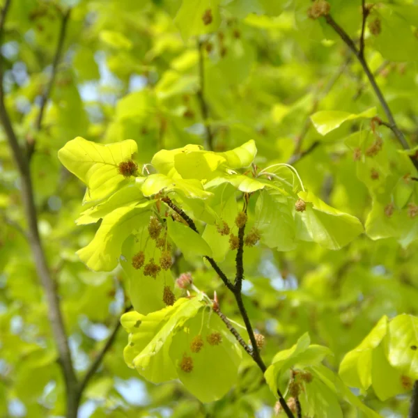 Fagus sylvatica 'Zlatia' – Fagus sylvatica 'Zlatia'
