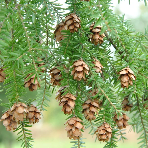 Tsuga heterophylla – Western hemlock
