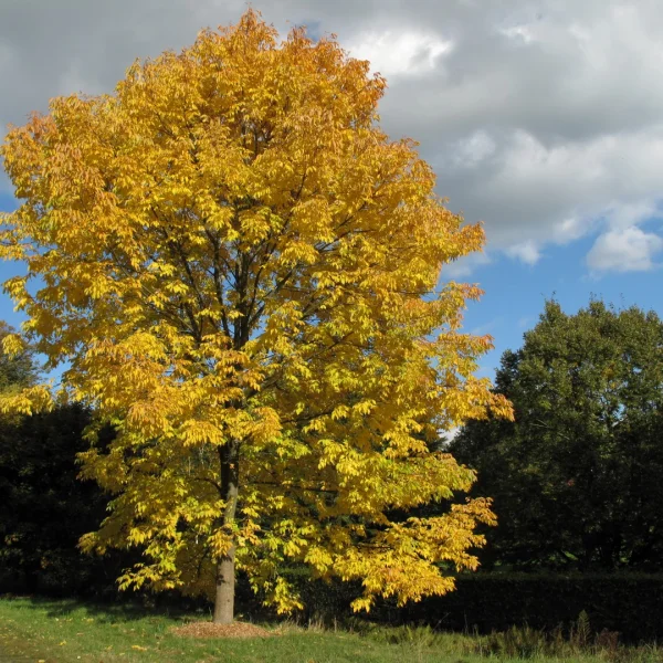 Fraxinus americana – White ash