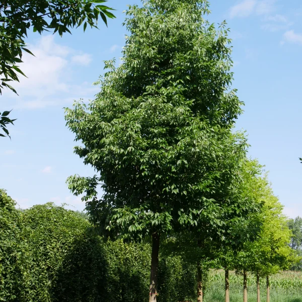 Fraxinus americana 'Autumn Applause' – Fraxinus americana 'Autumn Applause'