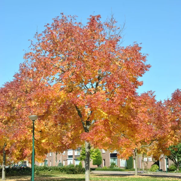 Fraxinus americana var. microcarpa – Fraxinus americana var. microcarpa