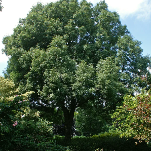 Fraxinus angustifolia 'Elegantissima' – Fraxinus angustifolia 'Elegantissima'