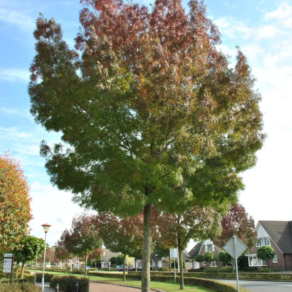 Fraxinus angustifolia 'Raywood' – Fraxinus angustifolia 'Raywood'