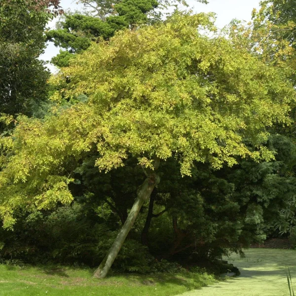 Fraxinus excelsior 'Aurea Pendula' – Fraxinus excelsior 'Aurea Pendula'