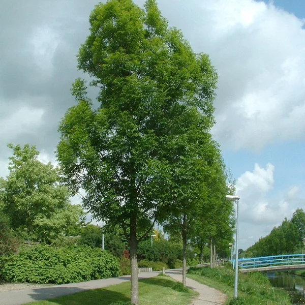 Fraxinus excelsior 'Geessink' – Fraxinus excelsior 'Geessink'