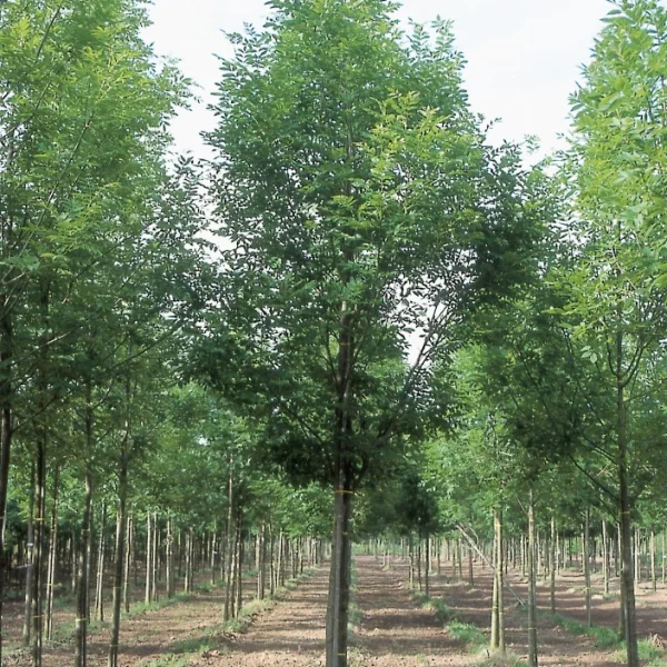 Fraxinus excelsior 'Grift' – Fraxinus excelsior 'Grift'