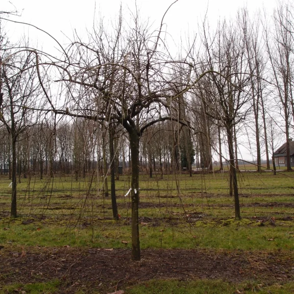 Fraxinus excelsior 'Heterophylla Pendula' – Fraxinus excelsior 'Heterophylla Pendula'