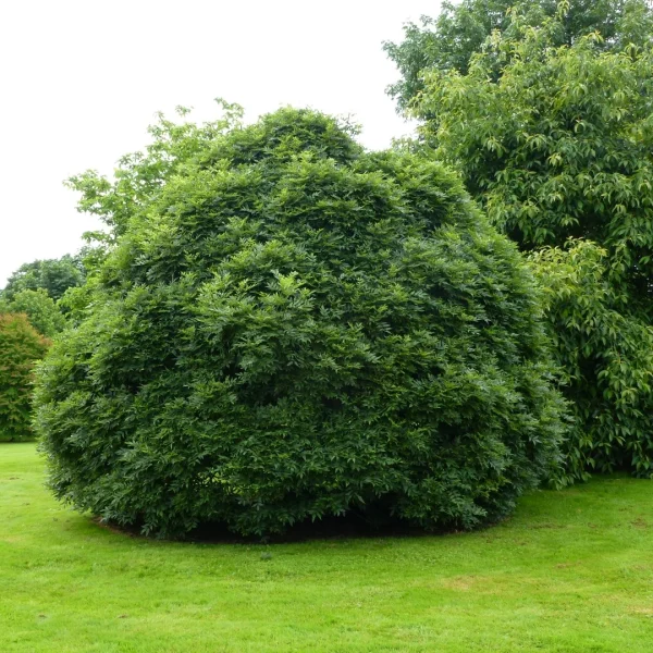 Fraxinus excelsior 'Nana' – Fraxinus excelsior 'Nana'