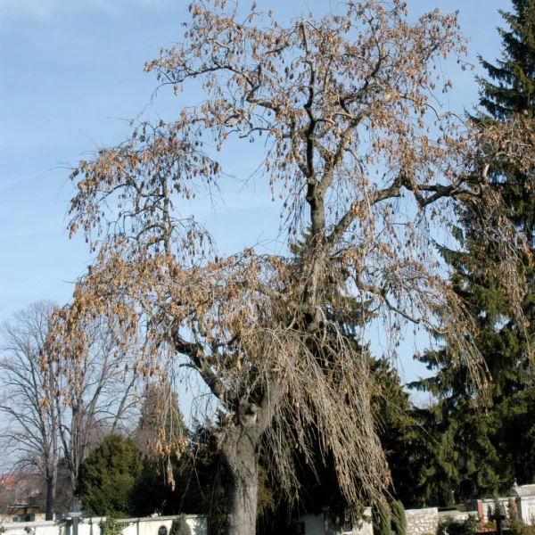 Fraxinus excelsior 'Pendula' – Weeping ash