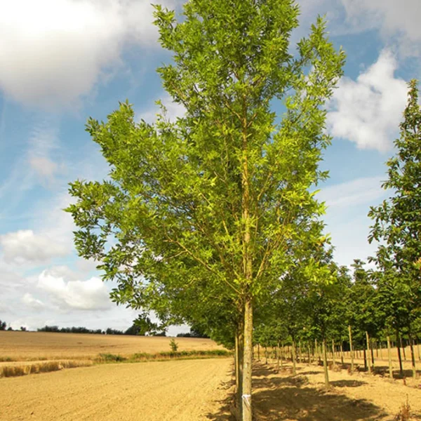 Fraxinus holotricha 'Moraine' – Fraxinus holotricha 'Moraine'
