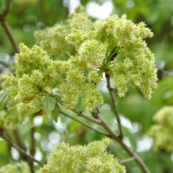 Fraxinus ornus – Flowering ash, Manna ash