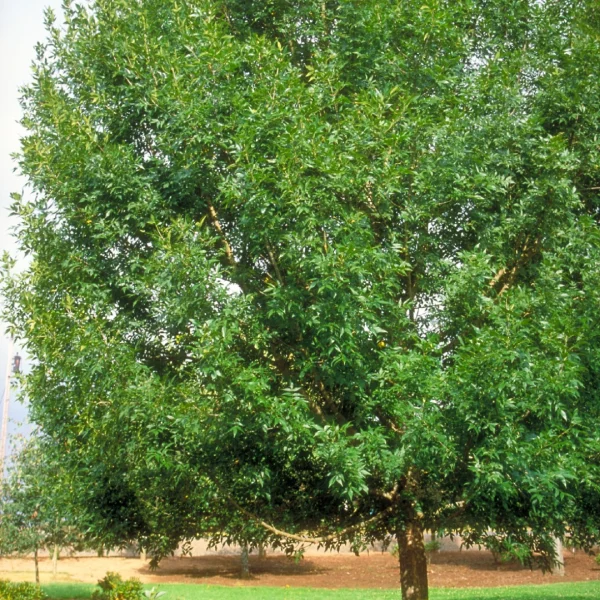 Fraxinus pennsylvanica 'Patmore' – Fraxinus pennsylvanica 'Patmore'