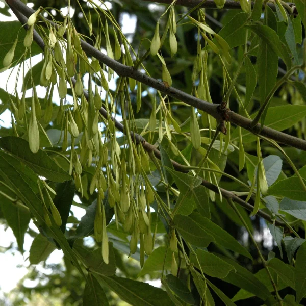 Fraxinus pennsylvanica 'Urbanite' – Fraxinus pennsylvanica 'Urbanite'