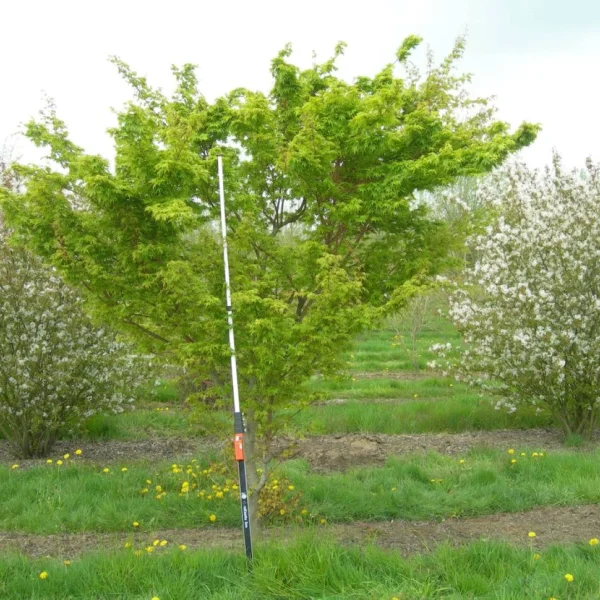 Acer palmatum 'Sangokaku' – Acer palmatum 'Sangokaku'