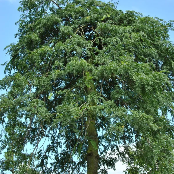 Gleditsia triacanthos 'Emerald Cascade' – Gleditsia triacanthos 'Emerald Cascade'