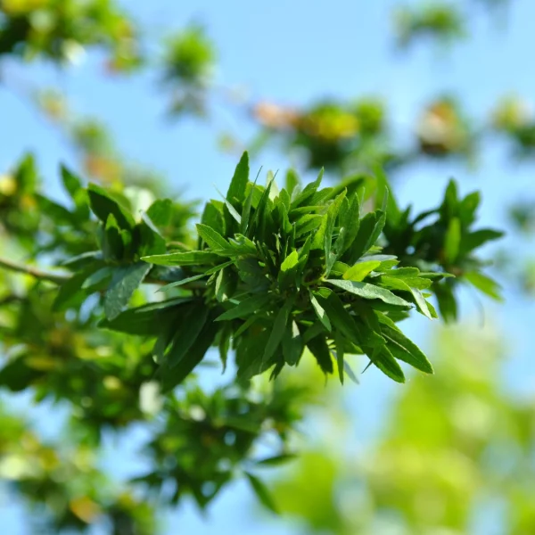 Gleditsia triacanthos 'Goofy' – Gleditsia triacanthos 'Goofy'