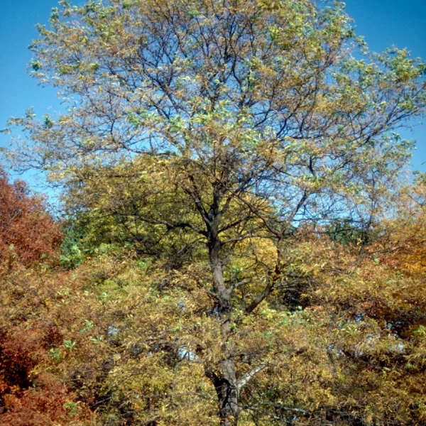 Gleditsia triacanthos 'Imperial' – Gleditsia triacanthos 'Imperial'