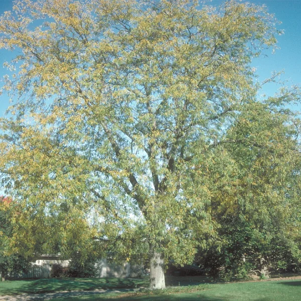 Gleditsia triacanthos 'Moraine' – Gleditsia triacanthos 'Moraine'