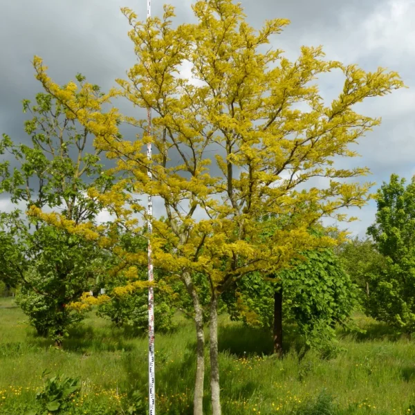 Gleditsia triacanthos 'Sunburst' – Gleditsia triacanthos 'Sunburst'