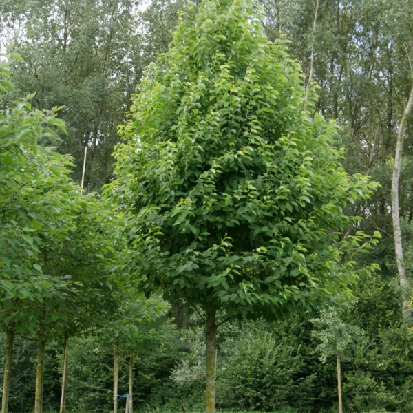 Halesia monticola – Mountain silver bell