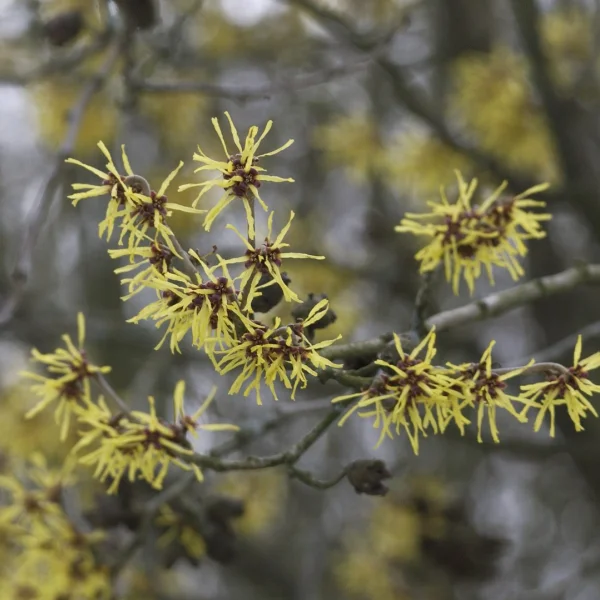 Hamamelis ×intermedia – Hamamelis ×intermedia
