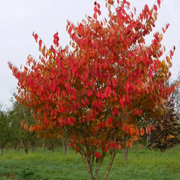 Hamamelis ×intermedia 'Arnold Promise' – Hamamelis ×intermedia 'Arnold Promise'