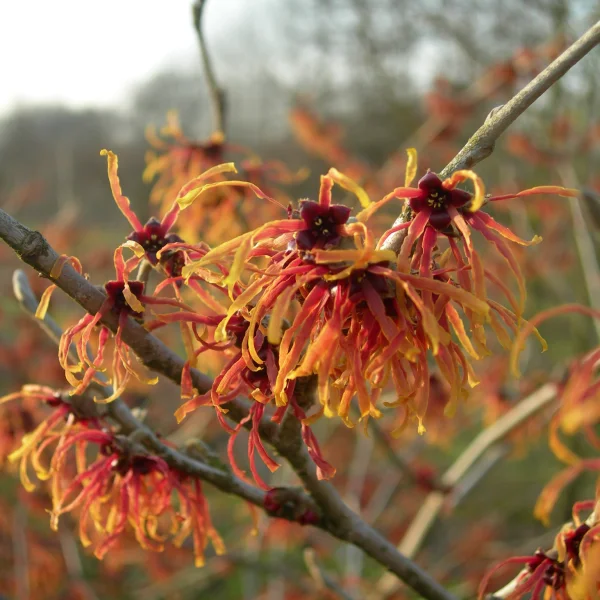 Hamamelis ×intermedia 'Jelena' – Hamamelis ×intermedia 'Jelena'