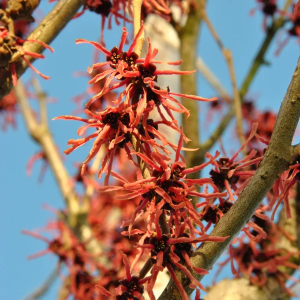 Hamamelis ×intermedia 'Ruby Glow' – Hamamelis ×intermedia 'Ruby Glow'