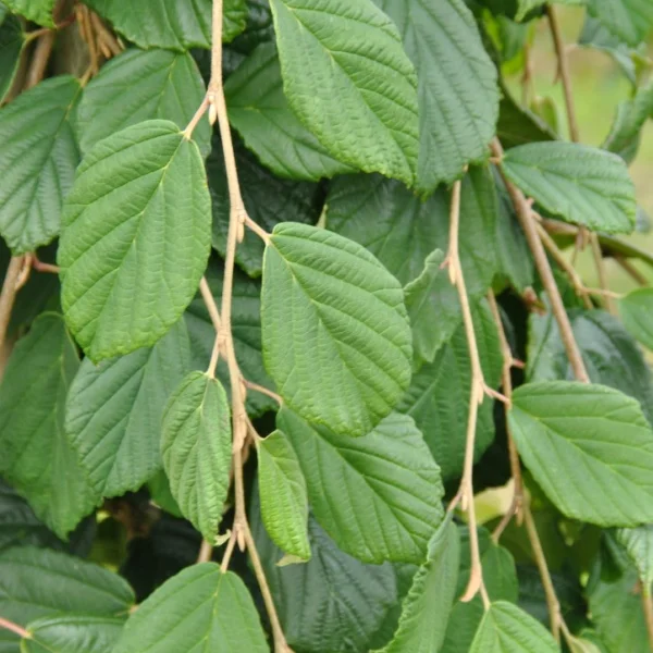 Hamamelis japonica 'Pendula' – Hamamelis japonica 'Pendula'