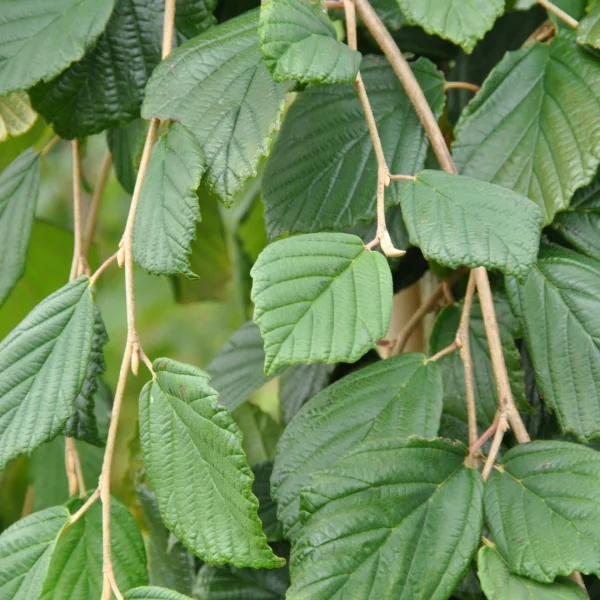 Hamamelis mollis – Chinese witch hazel