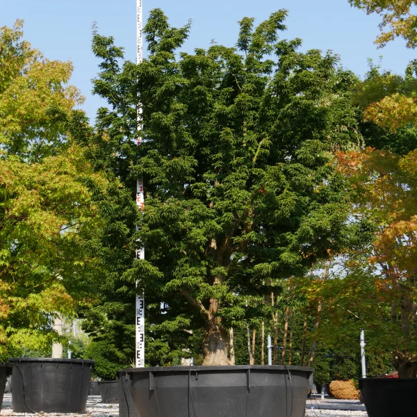 Acer palmatum 'Shishigashira' – Acer palmatum 'Shishigashira'