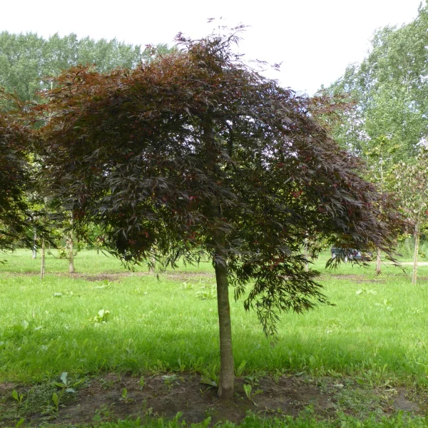 Acer palmatum 'Stella Rossa' – Acer palmatum 'Stella Rossa'