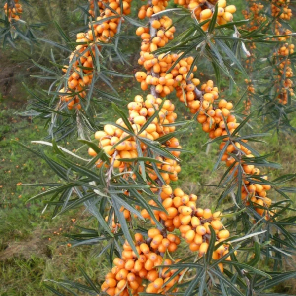 Hippophae rhamnoides – Hippophae rhamnoides