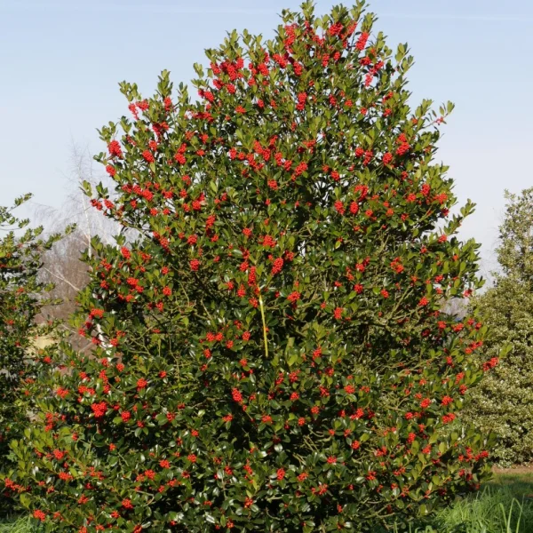 Ilex ×altaclerensis 'Camelliifolia' – Ilex ×altaclerensis 'Camelliifolia'