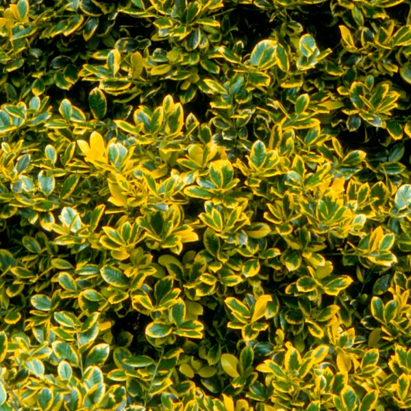 Ilex ×altaclerensis 'Golden King' – Ilex ×altaclerensis 'Golden King'
