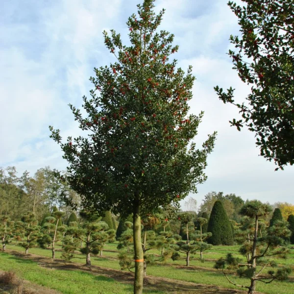 Ilex aquifolium – Common holly, English holly