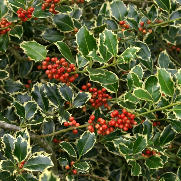 Ilex aquifolium 'Argentea Marginata' – Ilex aquifolium 'Argentea Marginata'